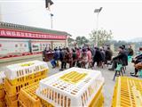 爱心企业送鸡苗，助农增收暖人心